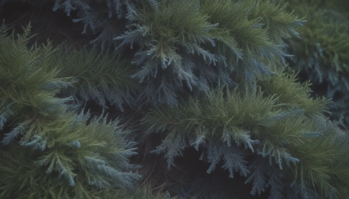 Blue Rug Juniper: Your Complete Guide to Growing and Caring for This Versatile Groundcover