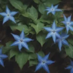 Ultimate Guide: How to Successfully Grow and Care for Blue Star Creeper