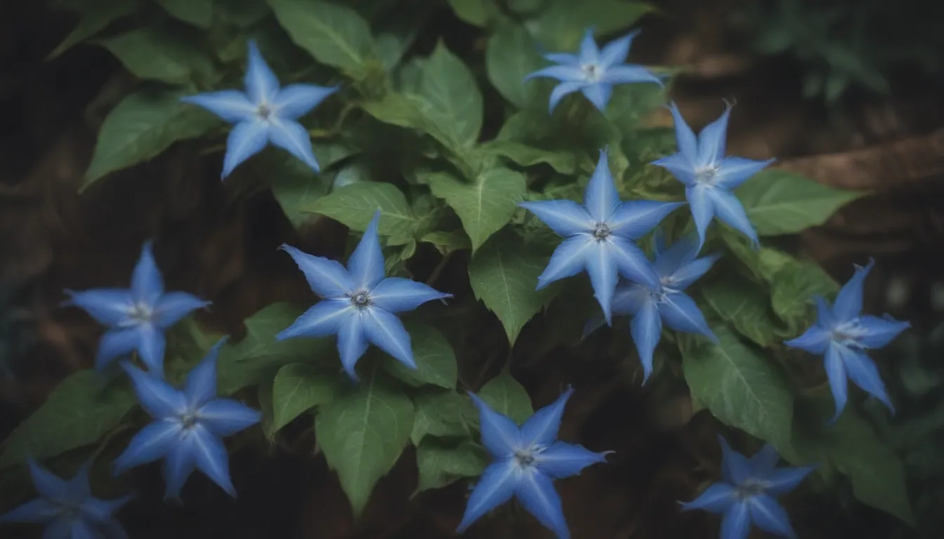 Ultimate Guide: How to Successfully Grow and Care for Blue Star Creeper