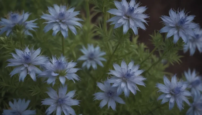 Everything You Need to Know About Growing Blue Star (Amsonia) Flowers