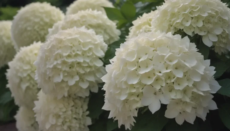 Comprehensive Guide to Growing and Caring for Bobo Hydrangea