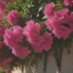 Your Complete Guide to Growing and Caring for Bougainvillea