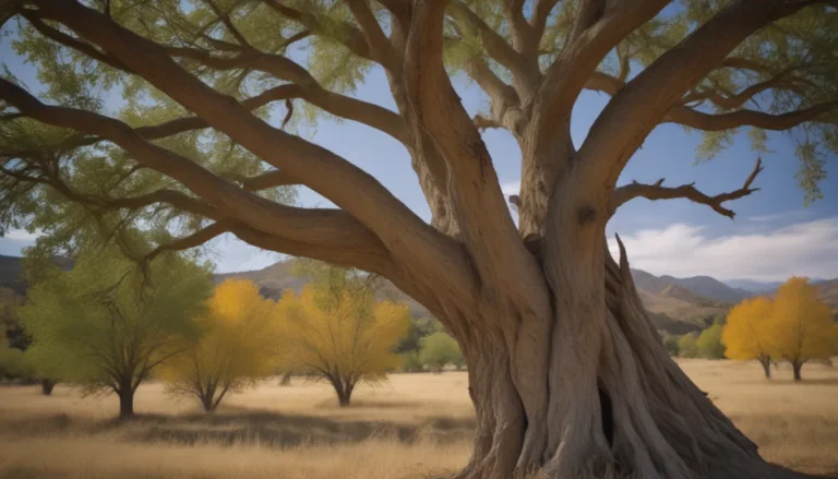 Identifying and Managing Boxelder Trees