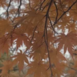 Why Your Japanese Maple Trees Have Brown Leaves and How to Fix It