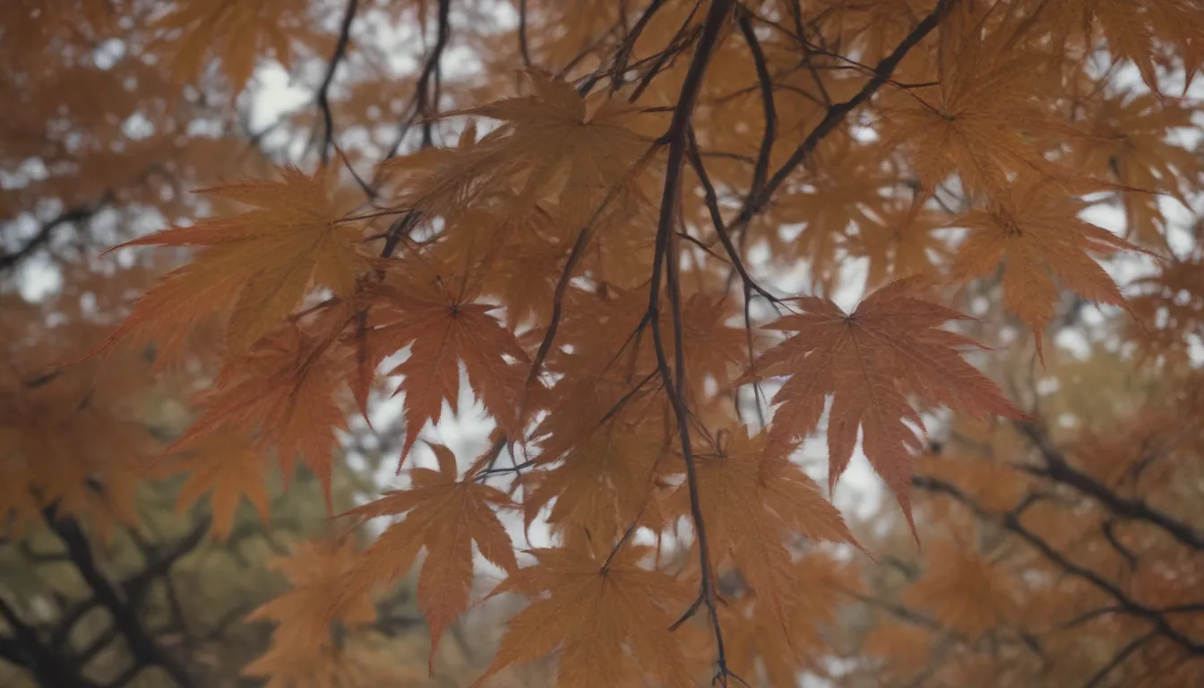 Why Your Japanese Maple Trees Have Brown Leaves and How to Fix It