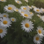 The Complete Guide to Growing and Caring for Bush Daisy Plants