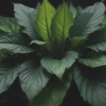 The Ultimate Guide to Growing and Caring for Calathea Musaica