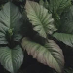 The Ultimate Guide to Growing and Caring for Calathea Orbifolia