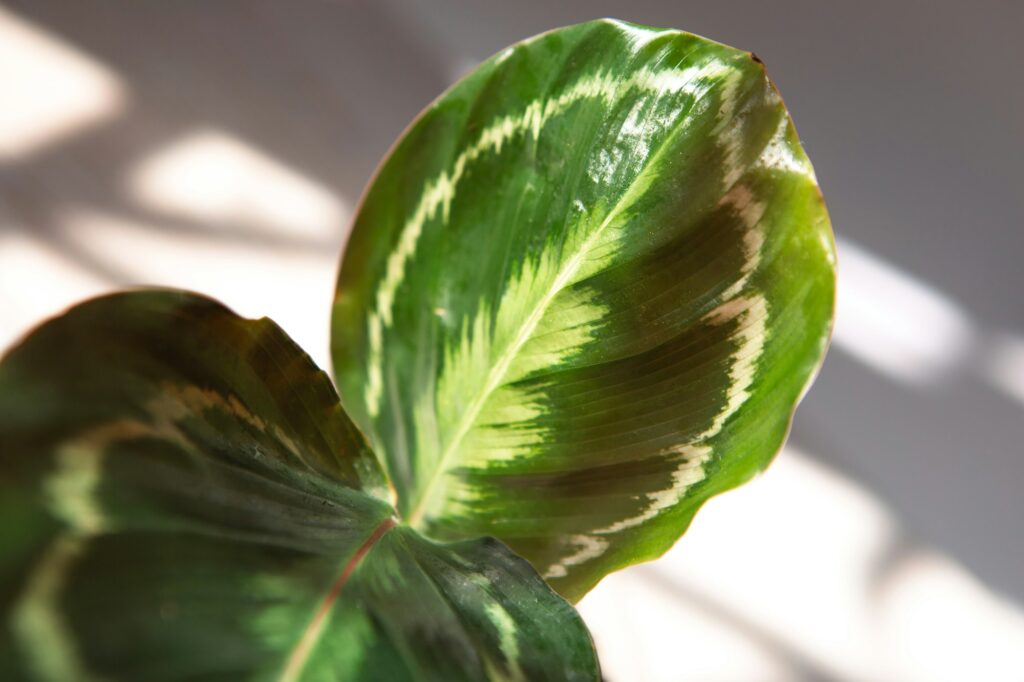 Calathea roseopicta medallion and Marion variety - close-up leaf on the windowsill