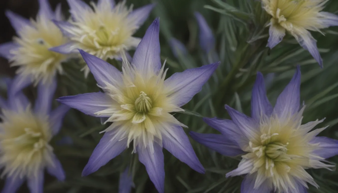 The Ultimate Guide to Growing and Caring for Star-Shaped Camassias