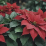 Can Poinsettias Survive Outdoors During the Winter?