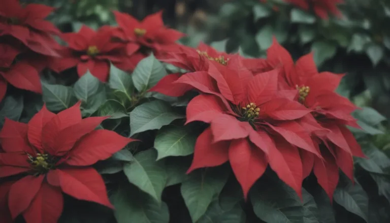 Can Poinsettias Survive Outdoors During the Winter?