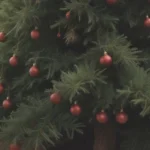 The Ultimate Guide on How to Replant a Christmas Tree (Even If You've Got the Right Tree)