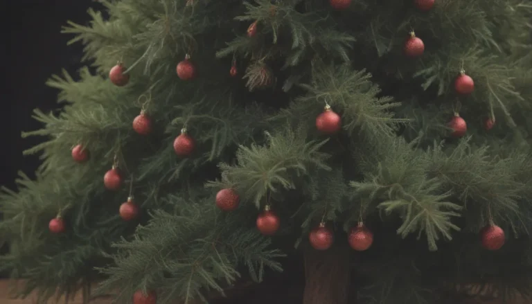 The Ultimate Guide on How to Replant a Christmas Tree (Even If You’ve Got the Right Tree)