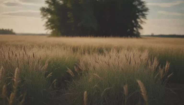 Growing and Caring for Canada Wild Rye: A Comprehensive Guide