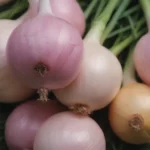 A Comprehensive Guide on Growing Candy Onions: Sweet and Easy-to-Grow Varieties