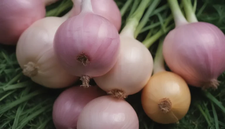 A Comprehensive Guide on Growing Candy Onions: Sweet and Easy-to-Grow Varieties