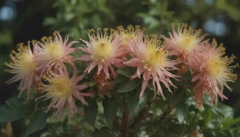 Comprehensive Guide to Growing and Caring for Cape Honeysuckle