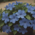 A Comprehensive Guide on How to Grow and Care for Cape Plumbago Plants