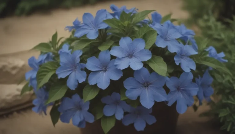 A Comprehensive Guide on How to Grow and Care for Cape Plumbago Plants