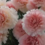 Everything You Need to Know About Carnations: A Comprehensive Plant Care and Growing Guide