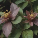 The Ultimate Guide to Growing and Caring for Carolina Allspice