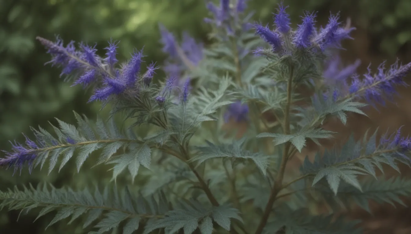 A Comprehensive Guide to Growing Caryopteris