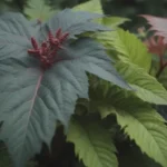 Comprehensive Guide on Growing and Caring for Castor Bean Plants