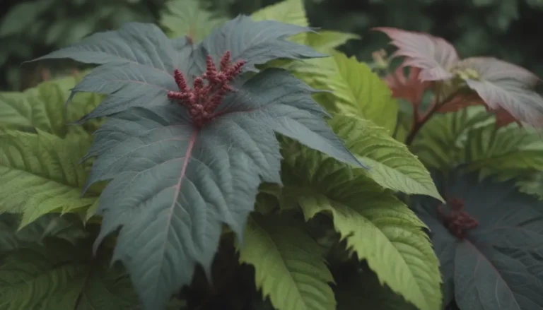 Comprehensive Guide on Growing and Caring for Castor Bean Plants