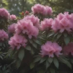 Comprehensive Guide to Growing and Caring for Catawba Rhododendron