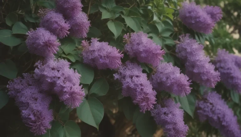 Comprehensive Guide to Growing and Caring for California Lilacs