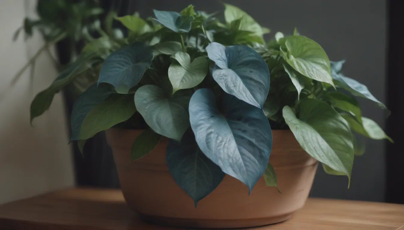 Mastering the Art of Growing and Caring for Cebu Blue Pothos