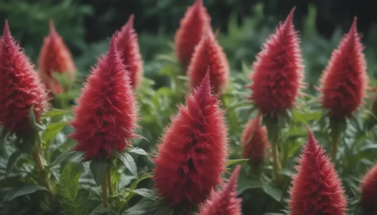 A Complete Guide to Growing and Caring for Celosia Plants