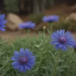 A Complete Guide on How to Grow and Care for Mountain Cornflower