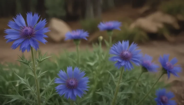 A Complete Guide on How to Grow and Care for Mountain Cornflower