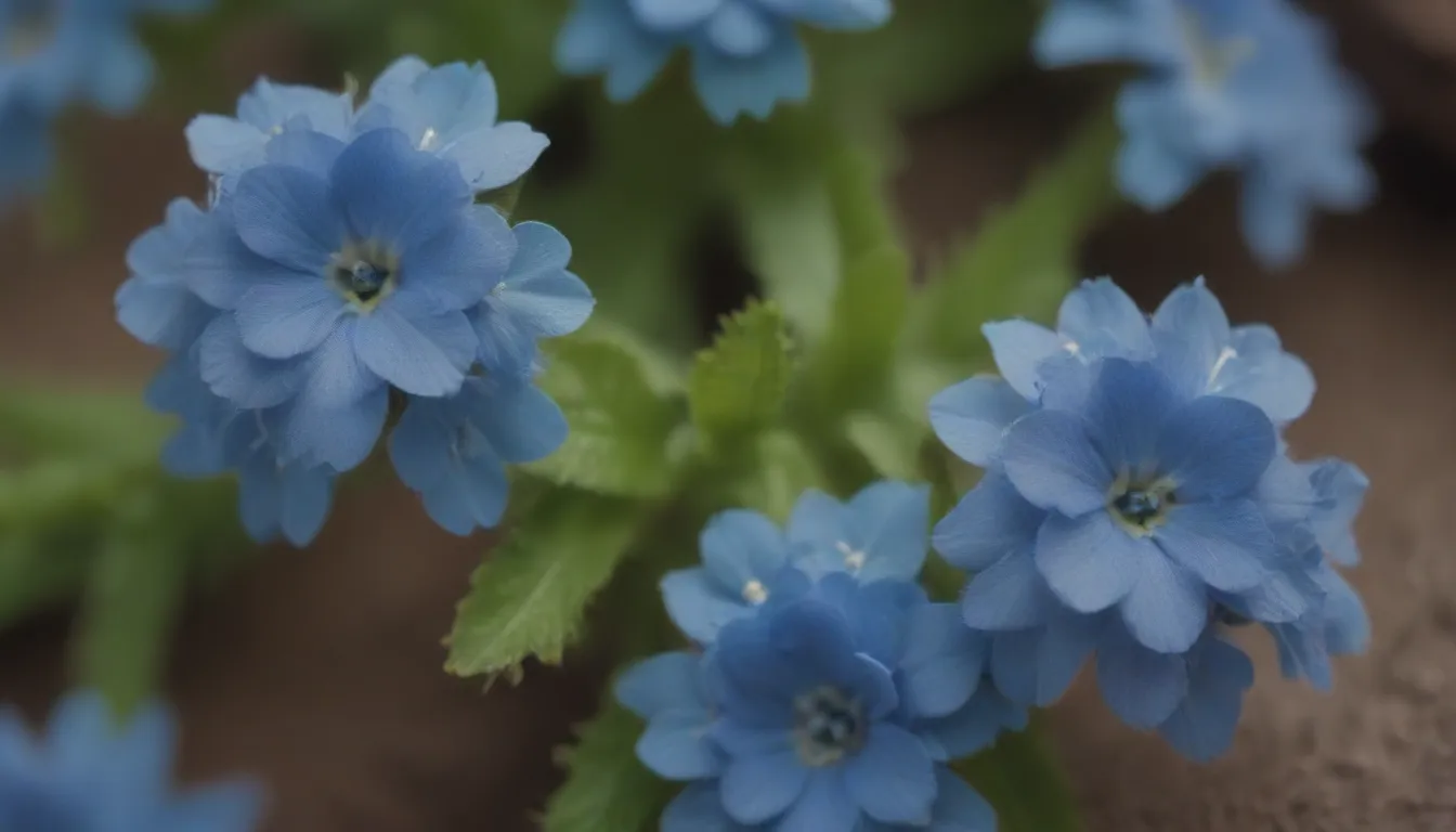 The Ultimate Guide to Growing and Caring for Chinese Forget-Me-Not (Cynoglossum Amabile)