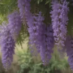 Uncovering the Truth About Chinese Wisteria: How to Identify, Remove, and Prevent Its Spread