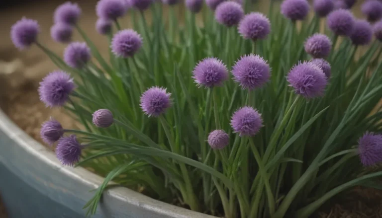 The Ultimate Guide to Growing and Caring for Chives