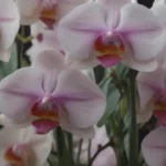 The Ultimate Guide to Orchid Growing Materials