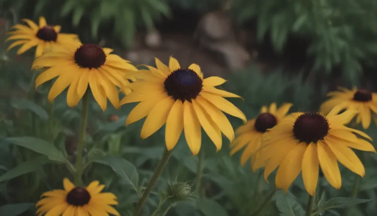 Ultimate Guide to Growing and Caring for Black-Eyed Susans