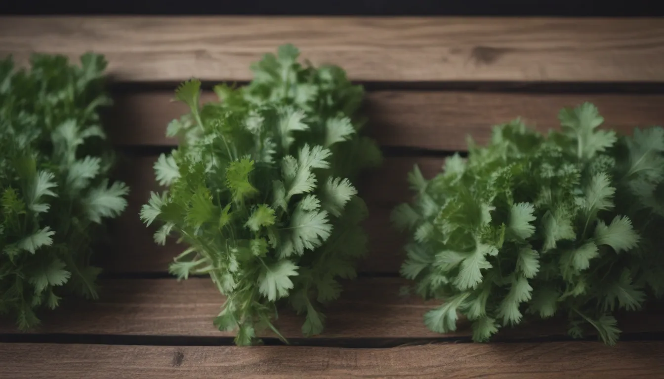 6 Tips to Prevent Cilantro from Bolting Quickly and Extend its Lifespan