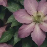 The Ultimate Guide to Growing and Caring for Clematis (Leather Flower)