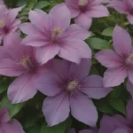 The Ultimate Guide to Growing and Enjoying Clematis Varieties in Your Garden