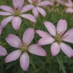 The Ultimate Guide to Growing and Caring for Cleome (Spider Flowers)