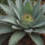 Climbing Aloe: Your Guide to Growing and Caring for This Beautiful Succulent