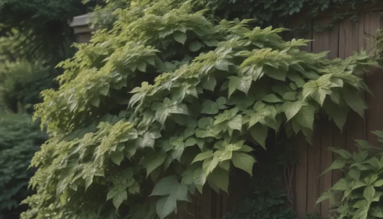 Growing and Caring for Climbing Hydrangea: Your Complete Guide