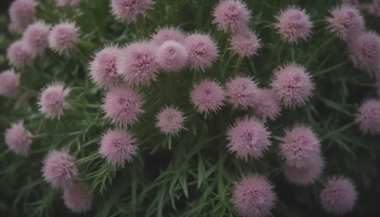 A Comprehensive Guide to Growing and Caring for Climbing Sea Onion Plants