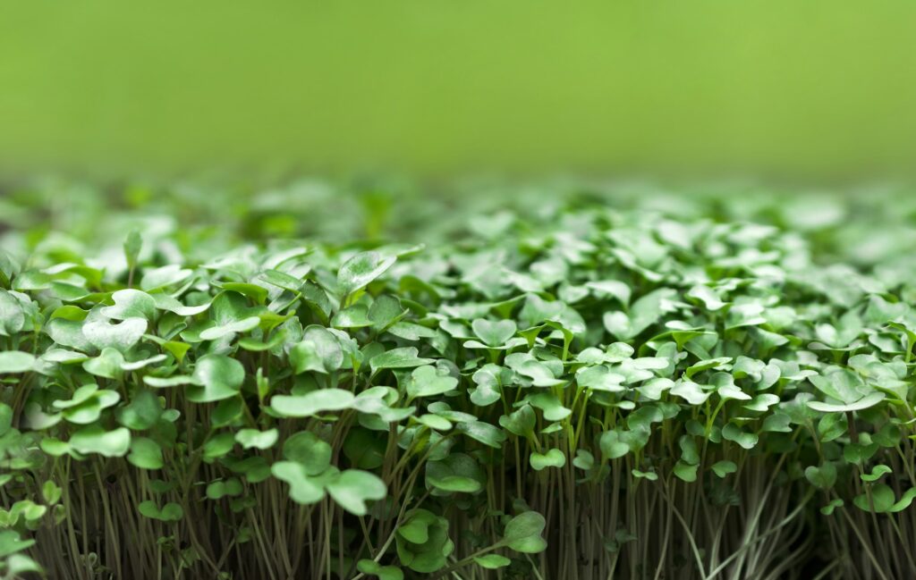 Close-up photo of mustard microgreens on green background. Sprouting micro greens.