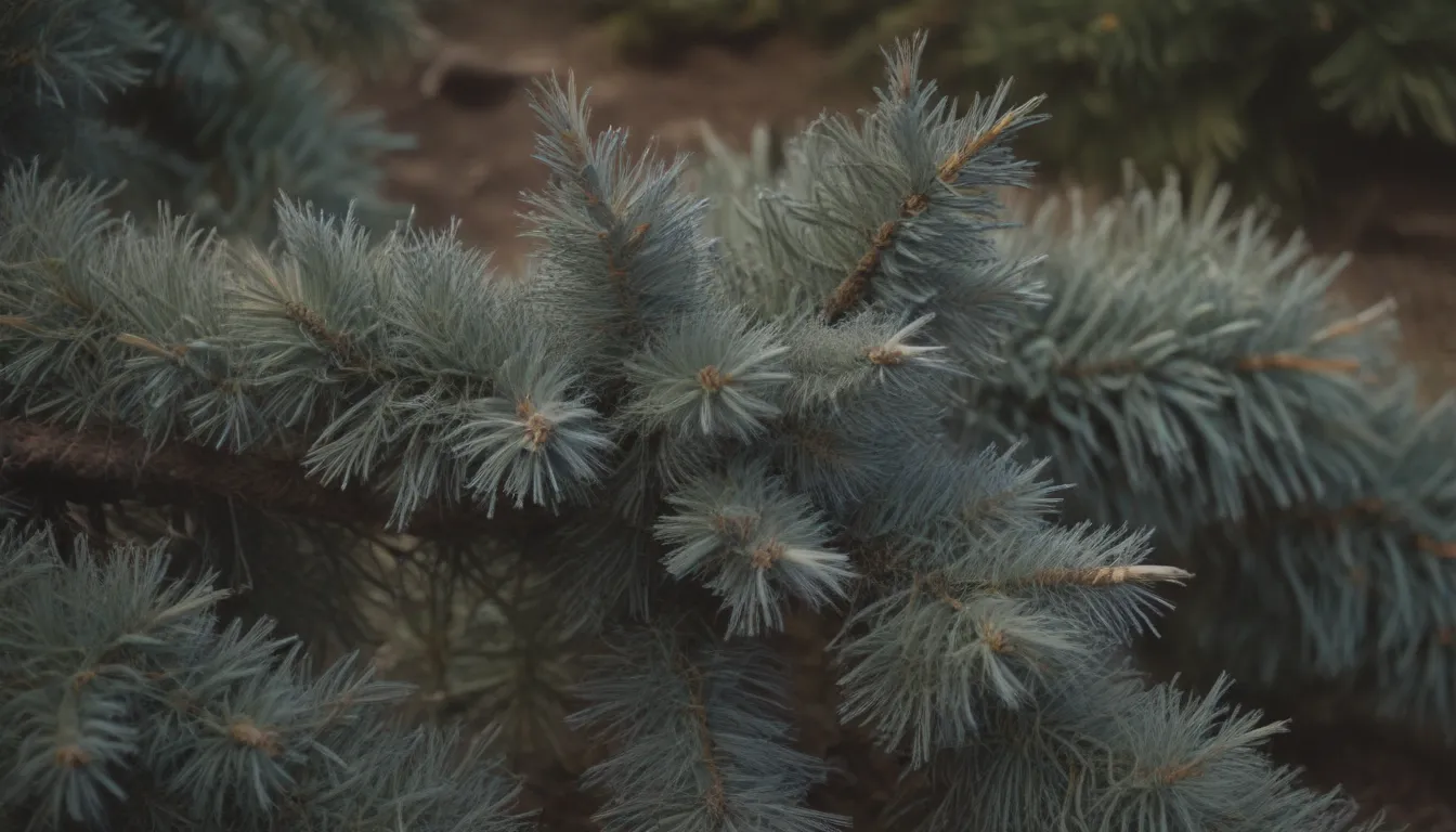 Comprehensive Guide to Growing and Caring for Colorado Blue Spruce Trees