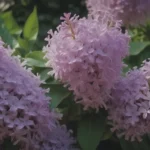 Everything You Need to Know About Growing and Caring for Common Lilac (Syringa Vulgaris)